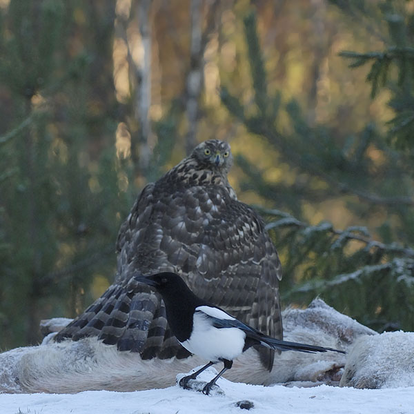 Harakka, Common Magpie, Pica pica